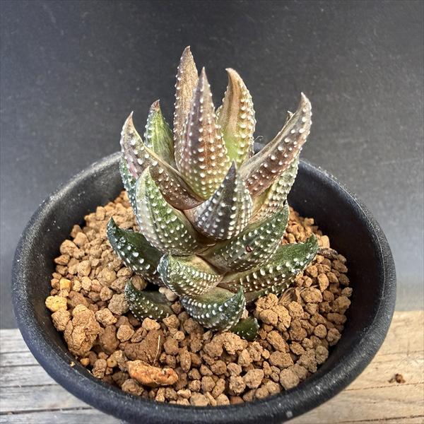 多肉植物：ハオルチア 九輪塔錦*幅3.5cm | すべての商品 | 遊恵盆栽 本店