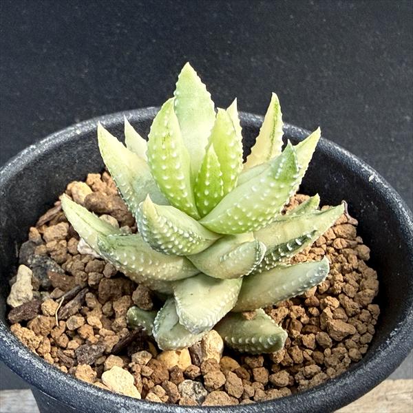 多肉植物：ハオルチア 九輪塔錦*幅4cm 現品！一品限り | すべての