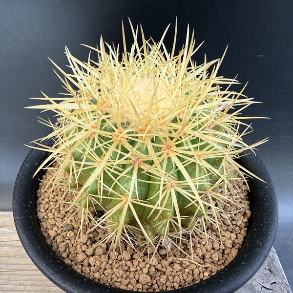 サボテン：エキノカクタス 王金鯱*幅8.5cm | すべての商品 | 遊恵盆栽 本店