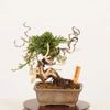 �ߺϡ����������� ����* ����Ѥ�������ѥ� Sabina chinesis��Shinpaku bonsai �����ߺ�