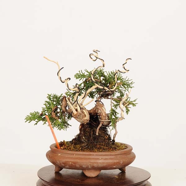 盆栽：特選糸魚川真柏 現品* しんぱく シンパク Sabina chinesis