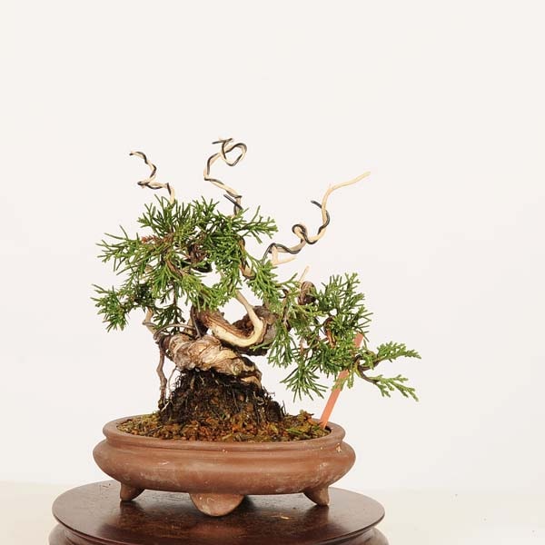 盆栽：特選糸魚川真柏 現品* しんぱく シンパク Sabina chinesis