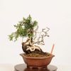 �ߺϡ����������� ����* ����Ѥ�������ѥ� Sabina chinesis��Shinpaku bonsai �����ߺ�