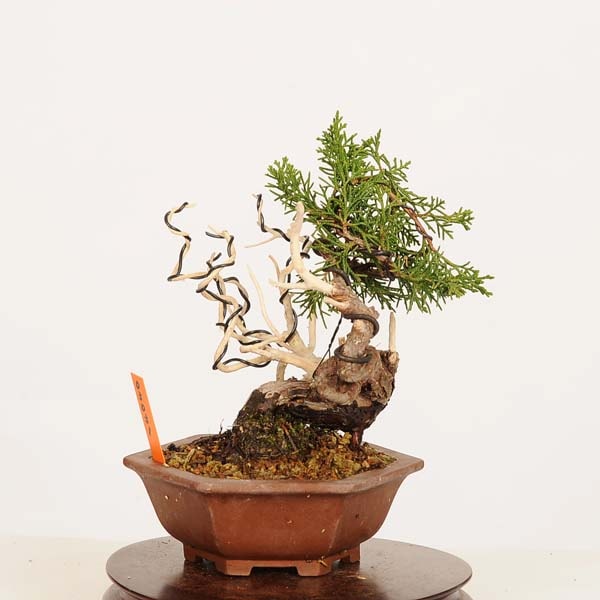盆栽：特選糸魚川真柏 現品* しんぱく シンパク Sabina chinesis