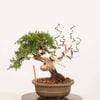 �ߺϡ����������� ����* ����Ѥ�������ѥ� Sabina chinesis��Shinpaku bonsai �����ߺ�