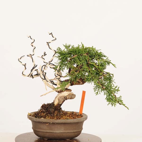 盆栽：特選糸魚川真柏 現品* しんぱく シンパク Sabina chinesis