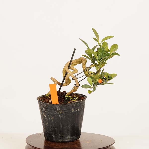 小品盆栽　金豆　キンズ 盆栽素材苗：キンズ 現品*一点物 金豆・きんず kinzu bonsai 小品盆栽