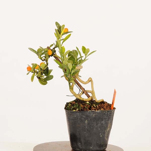小品 盆栽 キンズ 盆栽素材苗：キンズ 現品*一点物 金豆・きんず kinzu bonsai 小品盆栽