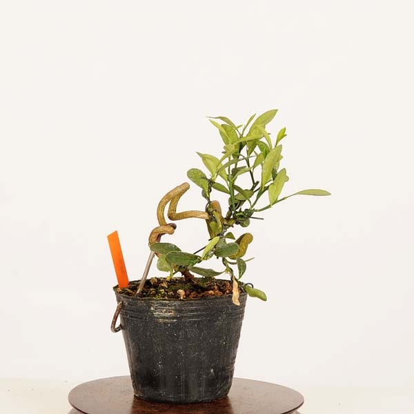 盆栽素材苗：キンズ 現品*一点物 金豆・きんず kinzu bonsai 小品盆栽