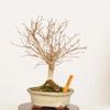 �ߺϡ�ݰ(���䤭)������*����ʪ ���䥭 Zelkova serrata��Keyaki bonsai �����ߺ�