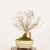 �ߺϡ�ݰ(���䤭)������*����ʪ ���䥭 Zelkova serrata��Keyaki bonsai �����ߺ�