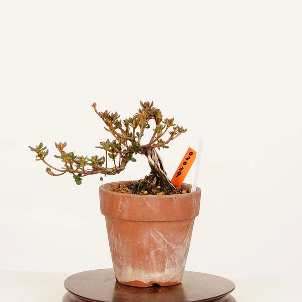 盆栽：深山霧島つつじ(千尋) 現品*一点物 キリシマツツジ Rhododendron