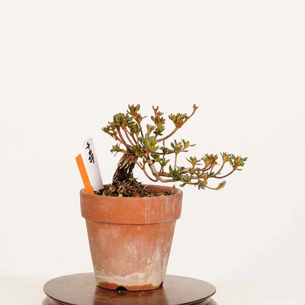 盆栽：深山霧島つつじ(千尋) 現品*一点物 キリシマツツジ Rhododendron