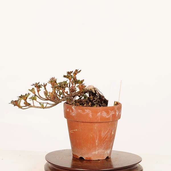 盆栽：深山霧島つつじ(舞扇) 現品*一点物 キリシマツツジ Rhododendron