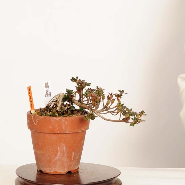 盆栽：深山霧島つつじ(舞扇) 現品*一点物 キリシマツツジ Rhododendron