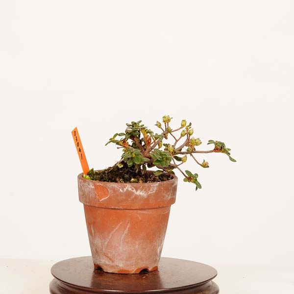 盆栽:深山霧島つつじ(白雪) 現品*一点物 キリシマツツジ Rhododendron 盆栽:深山霧島つつじ(白雪) 現品*一点物 キリシマツツジ Rhododendron