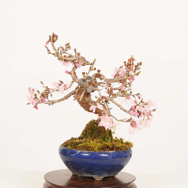 盆栽：十月桜 *現品 一点物 さくら サクラ Jyuugatsusakura bonsai