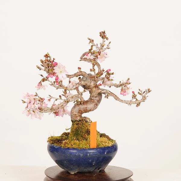 盆栽：十月桜 *現品 一点物 さくら サクラ Jyuugatsusakura bonsai