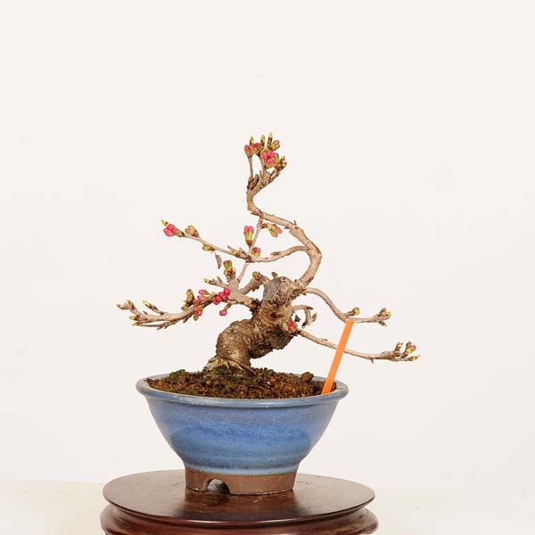 盆栽：十月桜 *現品 一点物 さくら サクラ Jyuugatsusakura bonsai