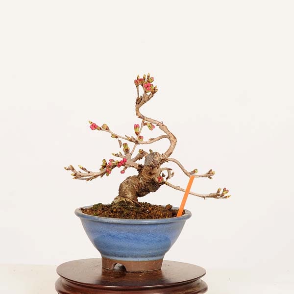 盆栽：十月桜 *現品 一点物 さくら サクラ Jyuugatsusakura bonsai