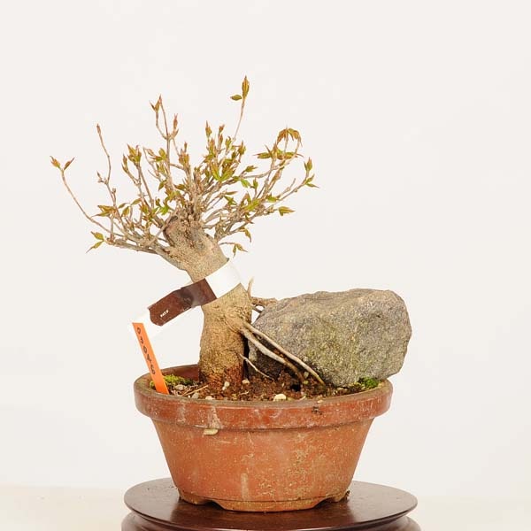 小品盆栽楓 盆栽：におい楓 現品*一点物 かえで カエデ Kaede bonsai Premna
