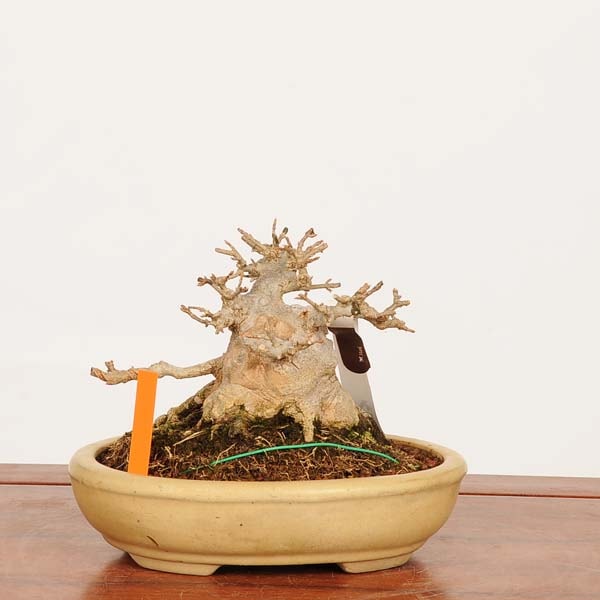 盆栽 特選：楓 現品*一点物 かえで カエデ Kaede bonsai Acer 中品盆栽