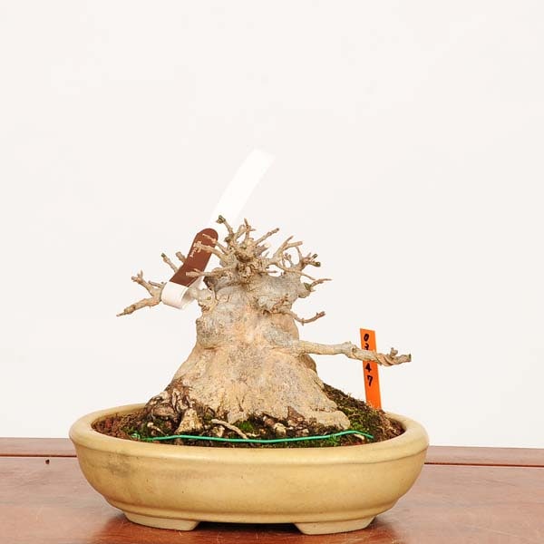 盆栽 特選：楓 現品*一点物 かえで カエデ Kaede bonsai Acer 中品盆栽