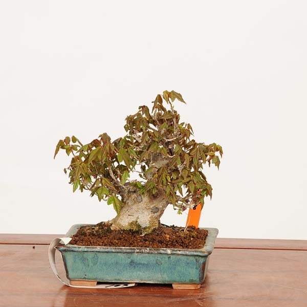 盆栽 特選：楓 現品*一点物 かえで カエデ Kaede bonsai Acer 小品盆栽