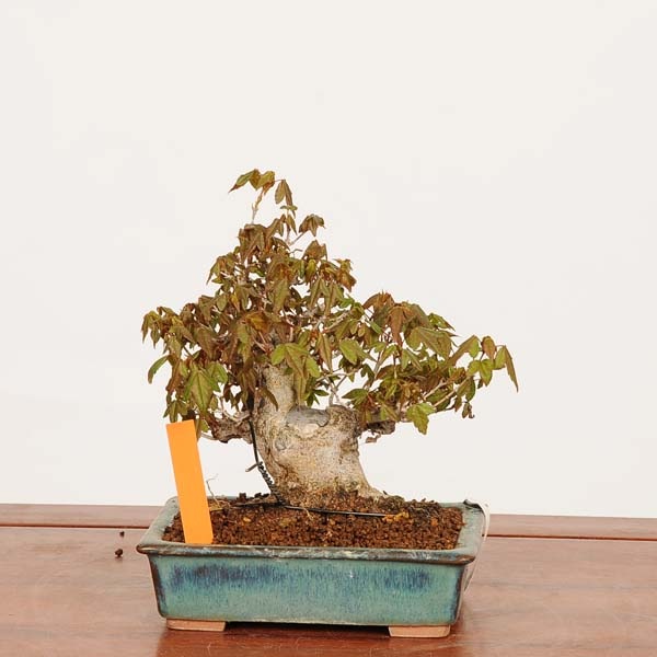 盆栽 特選：楓 現品*一点物 かえで カエデ Kaede bonsai Acer 小品盆栽