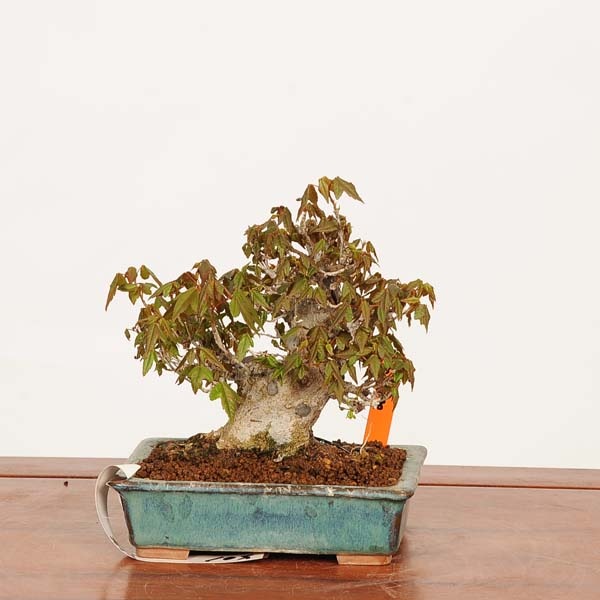 盆栽 特選：楓 現品*一点物 かえで カエデ Kaede bonsai Acer 小品盆栽