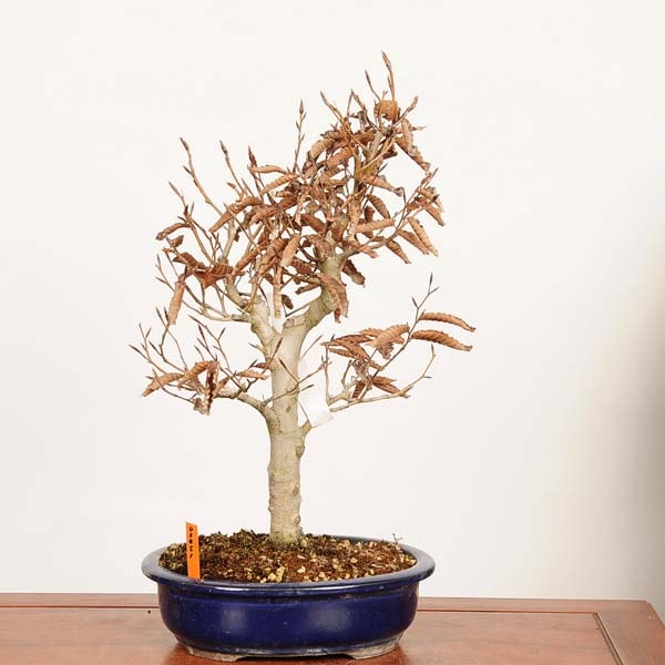 ブナ盆栽 盆栽：富士ぶな（ブナ）現品* 一点物 Fagus crenata Bunabpnsai 中品