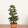 �ߺϡ��Ż�ɰ�ʤҤΤ��ˡ�����*����ʪ���ҥΥ���hinoki  bonsai �����ߺ�