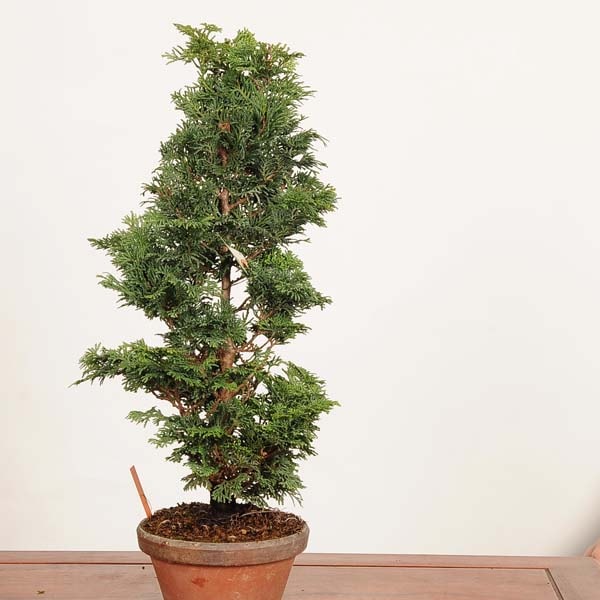 盆栽：津山桧（ひのき） 現品*一点物 ヒノキ hinoki bonsai 中品盆栽