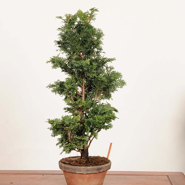 盆栽：津山桧（ひのき） 現品*一点物 ヒノキ hinoki bonsai 中品盆栽