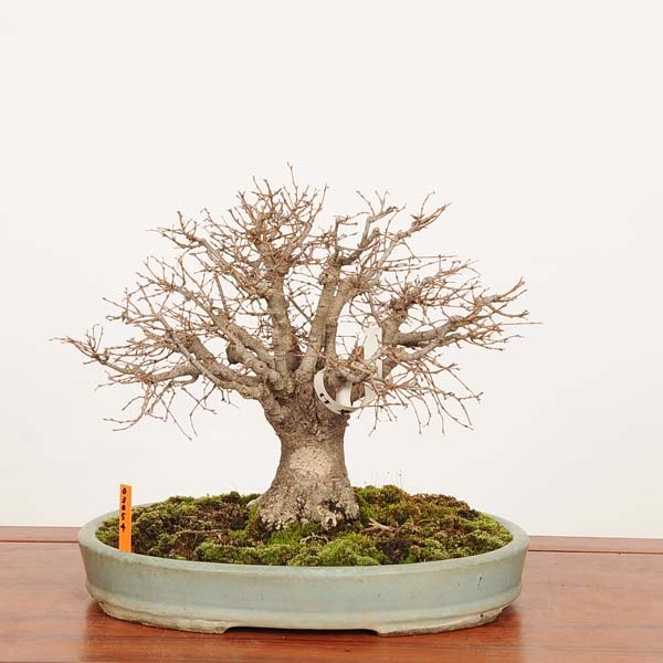 0000000205362_CCfLJwu.jpg