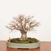 �ߺϡ�������ݰ(���䤭)������*����ʪ ���䥭 Zelkova serrata��Keyaki bonsai �����ߺ�