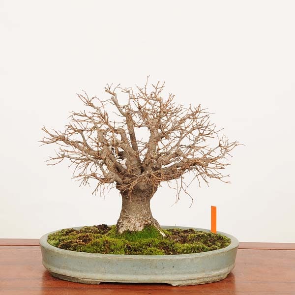 盆栽 特選：欅(けやき) 現品*一点物 ケヤキ Zelkova serrata Keyaki