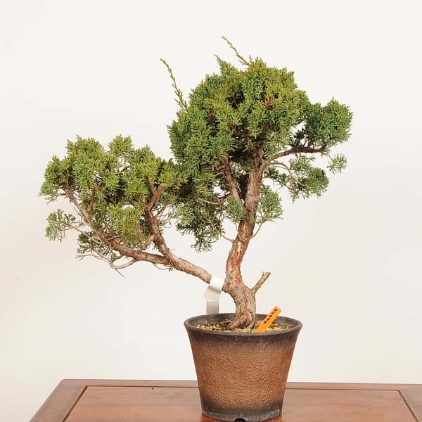 盆栽：真柏 *現品 一点物 しんぱく シンパク Sabina chinesis Shinpaku