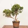 �ߺϡ����� *����  ����ʪ ����Ѥ�������ѥ� Sabina chinesis��Shinpaku bonsai �����ߺ�