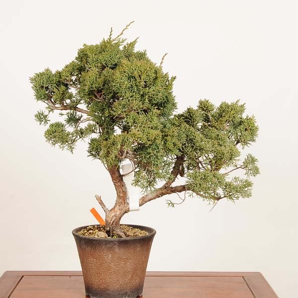 真柏 シンパク 盆栽 盆栽：真柏 *現品 一点物 しんぱく シンパク Sabina chinesis Shinpaku