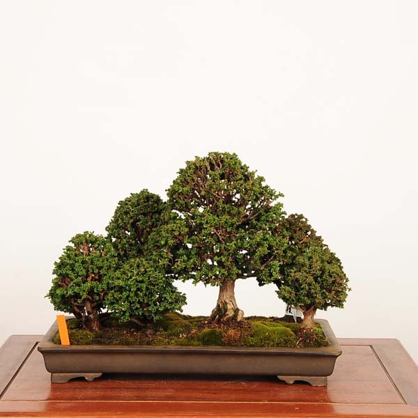 盆栽 特選：石化桧寄せ 現品 *一点物 ひのき ヒノキ Hinoki bonsai 中