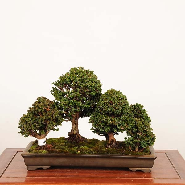盆栽 特選：石化桧寄せ 現品 *一点物 ひのき ヒノキ Hinoki bonsai 中