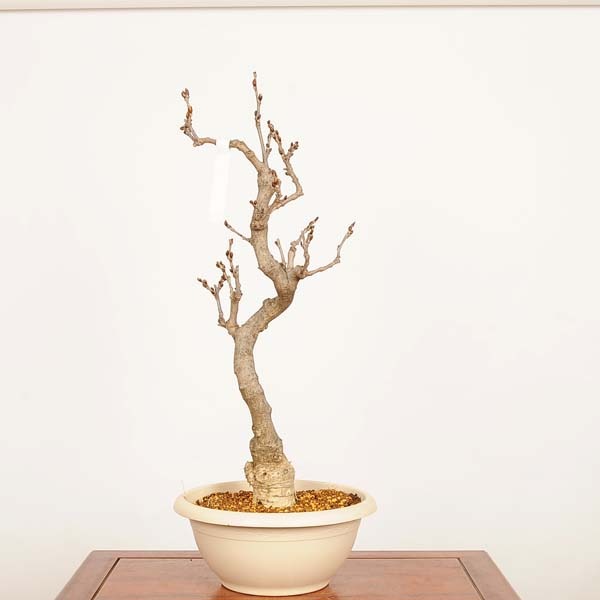 盆栽：一才藤 現品*一点物 ふじ フジ Fujibonsai 中品盆栽 | すべての