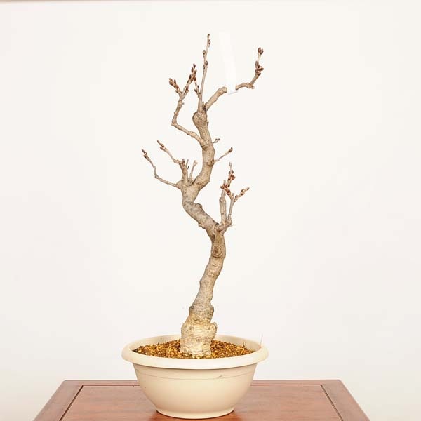 フジ盆栽　中品盆栽 盆栽：一才藤 現品*一点物 ふじ フジ Fujibonsai 中品盆栽 | すべての