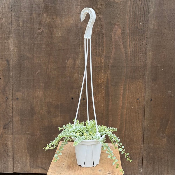 観葉植物：ディスキディア ミリオンハート バリエガータ*斑入り 4号