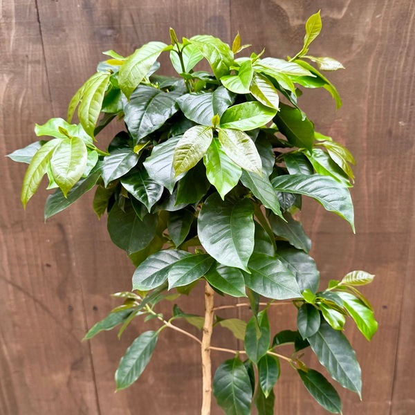 momoc　　コーヒーの木　モカ品種　リビングサイズ 観葉植物：コーヒーの木 モカ*6.5号 | すべての商品 | 遊恵盆栽 本店