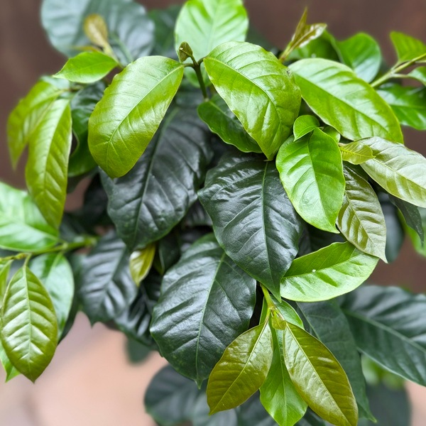 観葉植物：コーヒーの木 モカ*6.5号 | すべての商品 | 遊恵盆栽 本店