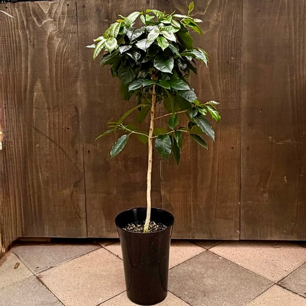 観葉植物：コーヒーの木 モカ*6.5号 | すべての商品 | 遊恵盆栽 本店
