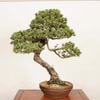�ߺ� ���������վ�* ���� ����ʪ ���褦�ޤ� ���襦�ޥ� Goyoumatsu bonsai �����ߺ� �緿��ޥ������� 