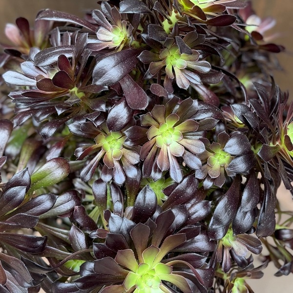 おしゃれ 観葉植物：アエオニウム*黒法師 クロホウシ 7号 Aeonium